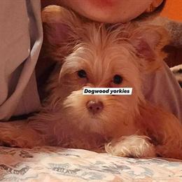 Chocolate Blonde Male Puppy for Adoption in Woodruff, sc