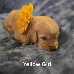 Golden Retriever Puppies - Girls Available for Deposit in Lubbock, tx