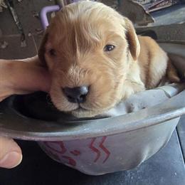 Golden Retriever Puppies Available for Adoption in Lubbock, tx