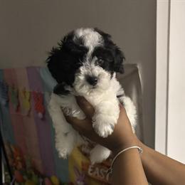 Male Toy Poodle Available in Raleigh, nc