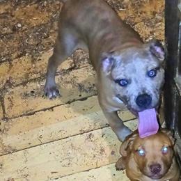 Handsome Lilac Merle Bulldog Available for Adoption in Tallahassee, fl