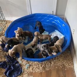 Cane Corso Puppies Available Now in Raleigh, nc