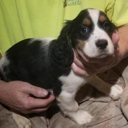 English Springer Spaniel Puppies Available in Midland, mi