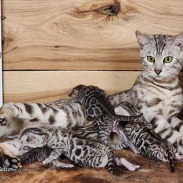 Bengal Kittens Ready for Cuddles from TICA Parents in Fort Wayne, in