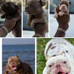 Bully Puppies Available - 8 Weeks Old in Austin, tx