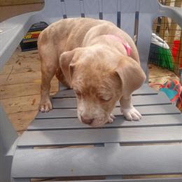 Australian Shepherd Puppy Available - Lilac Red Merle in Tallahassee, fl