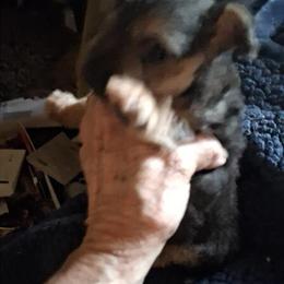 Terrier Mix Puppies - 10 Weeks Old in Mansfield, oh