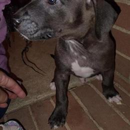 Pitbull Puppies Available - 2 Males and 3 Females in Charlotte, nc