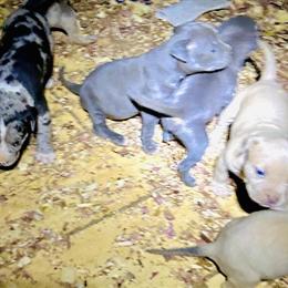 Bully Puppies from Mr. Mack's 2025-26 Litter in Tallahassee, fl