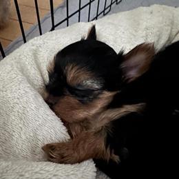 Yorkshire Terrier Puppies Ready for Forever Homes in Shelton, ct