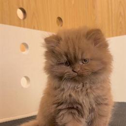 TICA Registered Persian Kitten Available in Upper Marlboro, md