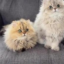 CFA Certified Persian Kittens Available in Upper Marlboro, md