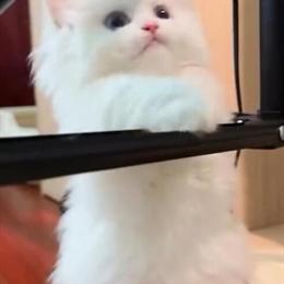 Persian Kitten - Dollface in Upper Marlboro, md