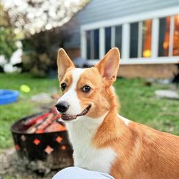1.5 Year Old Pembroke Welsh Corgi Looking for a New Home in Bay City, mi