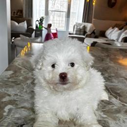 Malshipoo Puppy Ready for Adoption in Belding, Michigan in Grand Rapids, mi