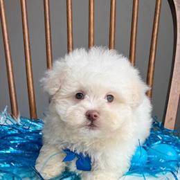 Malshipoo Puppy Ready for Adoption in Belding, Michigan in Grand Rapids, mi