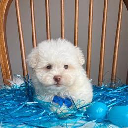 Malshipoo Puppy Ready for Adoption in Belding, Michigan in Grand Rapids, mi