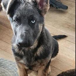 Male Blue German Shepherd for Sale in La Crosse, wi
