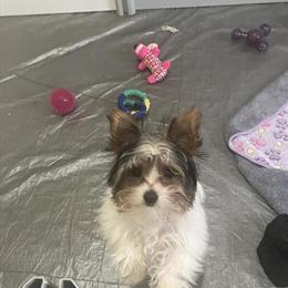 Female Parti Yorkshire Terrier for Adoption in Monroe, mi