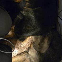 German Shepherds: Male Sable and Female Bi-Color for Rehoming in La Crosse, wi