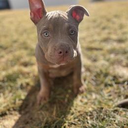 Male Pocket Tri Bully Puppy Ready for New Home in Havre de Grace, md