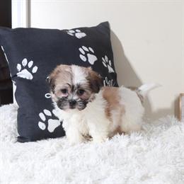 Teddy Bear Puppy Available - Charming Bichon/Shih Tzu Mix in Mount Vernon, oh
