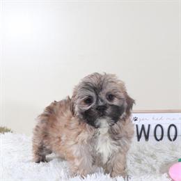 Teddy Bear Female Puppy Sophie Available for Adoption in Mount Vernon, oh