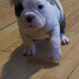 Female Micro Bully Ready for Deposit in Fayetteville, nc