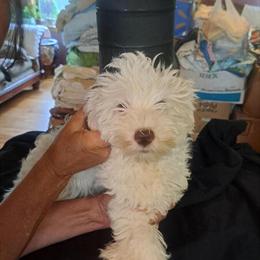 Miniature Schnauzer Puppy Available in Oshkosh, wi