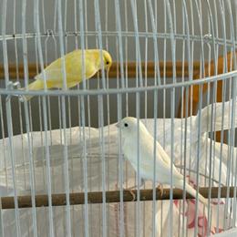 Canaries for Sale - Male and Female, 8-10 Months Old in Cleveland, oh