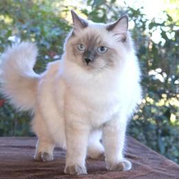 Ragdoll Female Kitten Sofia Available for Adoption in Haines City, fl