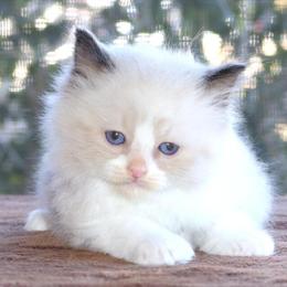 Male Ragdoll Kitten for Sale - Family Raised, Ready March 7th in Haines City, fl