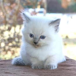 Ragdoll Kittens Available - Purebred TICA Bicolor in Haines City, fl