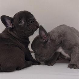 French Bulldog Puppies Ready for Forever Homes in Evansville, in