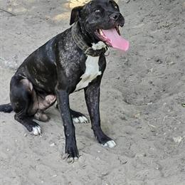 Pitbull Bandogges Looking for New Homes in Charleston, sc