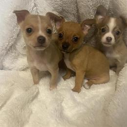 Chihuahua Puppies with Long and Smooth Coats Ready for New Homes in Battle Creek, mi