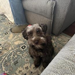 Miniature Schnauzer Puppies Born February 6 in Hillsville, va