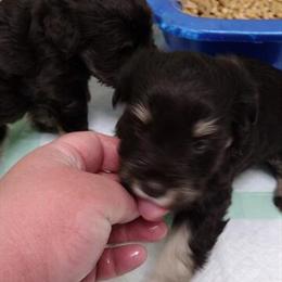 Miniature Schnauzer Puppy - AKC Registered Liver Tan/Pepper Female in Hillsville, va