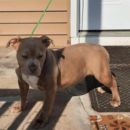 American Bully Pups for Sale in Pleasantville, nj