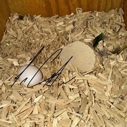 Hahn's Macaw Eggs and Hatching Babies Available in Rockaway, nj