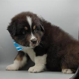Australian Shepherd Puppies for Loving Families in Dunnellon, fl