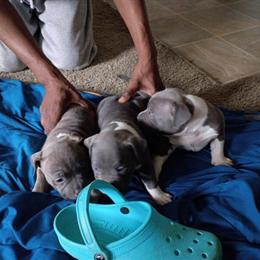 Pitbull Puppies for Adoption in Hampton, va