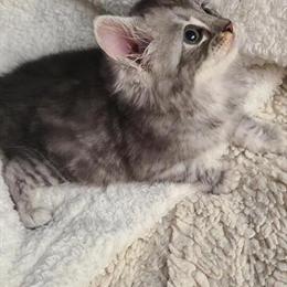 Hibernian lynx kittens seeking loving homes in Bridgeton, nj