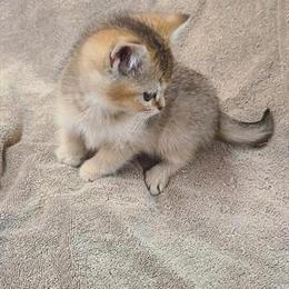 British Shorthair Kittens Looking for Forever Homes in Bridgeton, nj