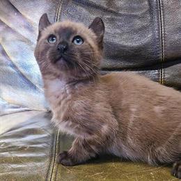 Hibernian lynx kitten Turbo available for adoption in Bridgeton, nj