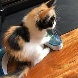 Purebred Siberian Kittens for Adoption in Ohio City, oh