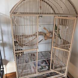 Male Derbyan Parakeet Available for Rehome in Norwalk, oh