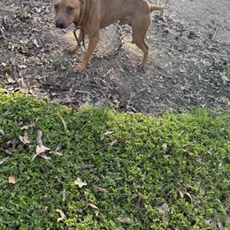 Redboy Male, 2.5 Years Old for $500 in Hammond, la