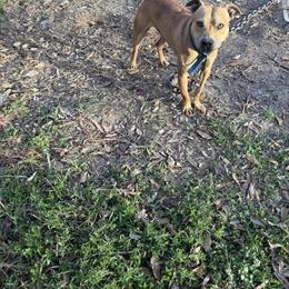 20 Month Male Jeep Dog for Sale in Hammond, la