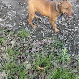 2 Year Old American Pit Bull Terrier for Sale in Hammond, la